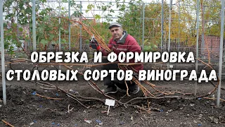 Обрезка и формировка столовых сортов винограда✂️ .