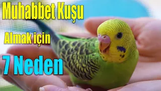 Muhabbet Kuşu Almak için 7 Neden