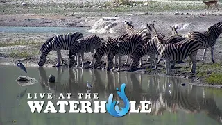 Elephants, Wildebeest & Giraffe - Live At The Waterhole -