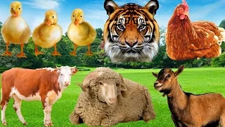 Farm animals: buffalo, cow, chicken, duck, sheep, goat - Animal sounds 2023