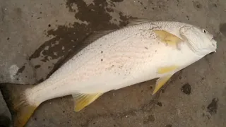 Surf Fishing for Yellowfin Croaker