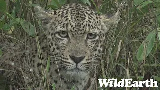 WildEarth - Sunset  Safari - 17 April 2022