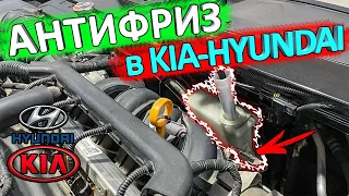 Антифриз KIA RIO и HYUNDAI SOLARIS 👈 какой, куда доливать, как проверить уровень