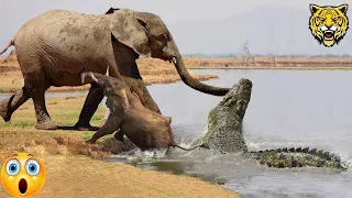 Most Incredible Crocodile Attack Moments   Crocodile vs Lions, Wildebeest,