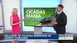 Millions of cicadas emerging in NC