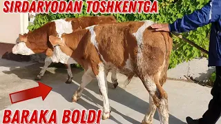 Simmental Buzoqlar Baraka Boldi 🤔