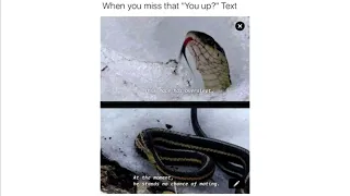 Funny danger noodle memes alert