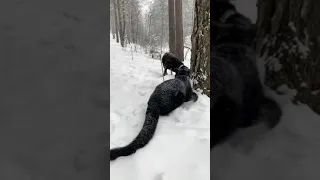 Leopard vs Rottweiler