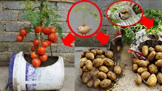Growing Potatoes and tomato This Way Will Surprise You With The Yield / Adorable garden..
