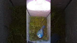 Blue Tit Nest Building