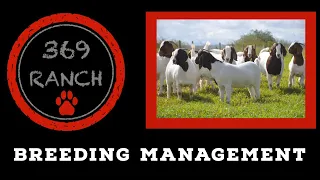 Breeding Management Goats and Sheep