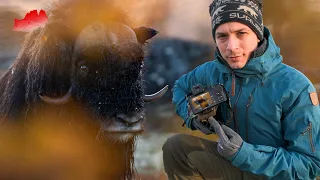 Photographing Muskox And Moose In Norway