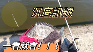 【永樂休閒海釣場】對付貓嘴的鯛科魚，揚竿時機，黑格班頭沉底訊號