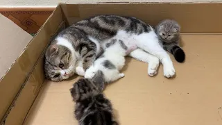 Meow Kittens: Mother cat and 3 kittens.