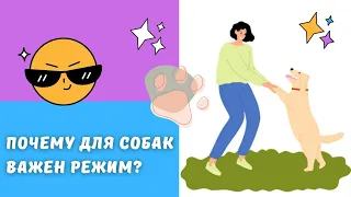 🐕📝🐾 Почему для собак важен режим?