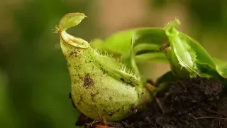 Insectivorous plants - monkey cup Nepenthes, sundew Drosera or flycatchers Dionaea