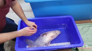 Sedating & Treating a koi