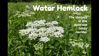 Water Hemlock - Identification and Look-a-Likes