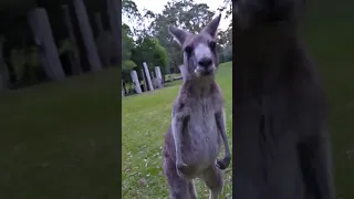 Funny encounters at the bush #kangaroo