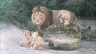 Lion Cubs Meet Dad!