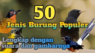 Kompilasi 50 Jenis Burung Kicau Populer di Indonesia Lengkap Dengan Suara dan Gambarnya Part 1