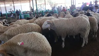 صيحة فزع المواطن بسبب غلاء علوش العيد .. علاش سوم العلوش نار   ؟؟ راو حرام ثمة ربي 🐏