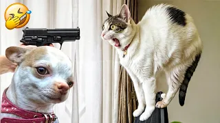 😹🐶 Funniest Cats And Dogs Videos 😁 - Best Funny Animal Videos 2024 🥰 Part6