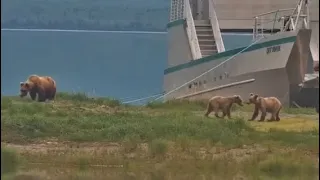 910 makes her first appearance with her yearling cub and niece in tow! June 19, 2023 (Explore.org)