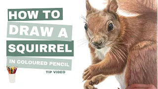 Red Squirrel Tip Video - How to draw a Red Squirrel in Coloured Pencils