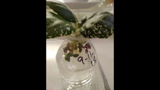 African Violet Leaf Propagation