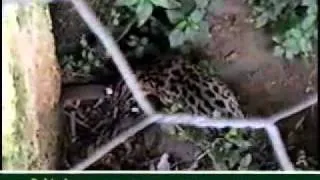 1992/039 JARDÍN DE DAKTARI.wmv