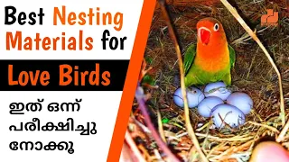 African Love Birds Best Nesting Materials | Love Birds Breeding Tips | In Malayalam | MY PET PLANT