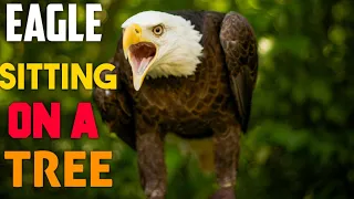 EAGLE SITTING ON THE BRANCH OF A TREE 🦅 | #animals #animalslover #youtube