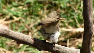 Eastern olivaceous warbler (Iduna pallida) Τριβιτούρα , Ωχροστριτσίδα - Cyprus