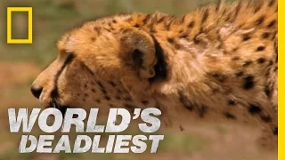 Cheetah Hunts Gazelle | World's Deadliest