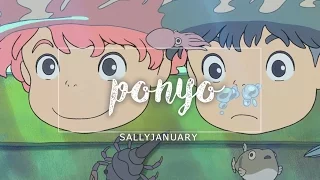 「 CCB 」Ponyo • German Fancover