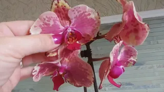 Аркс Рей🤫 орхидея с претензиями. Часть 1