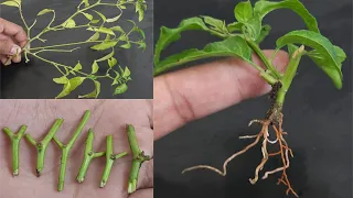 How To Grow Chilli plant From Cutting (Easy Techniques)