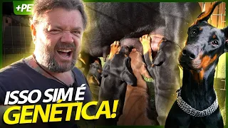 A VERDADEIRA GENÉTICA DE UM CÃO DOBERMAN! | RICHARD RASMUSSEN