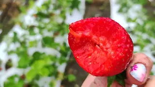 🍓Сорт АНИЯ 🍓(сорт НСД)..  2 июня 2023 г. Ставрополь.