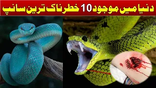 Top 10  MOST VENOMOUS SNAKES In The World in Urdu Hindi | Most Poisonous Snakes  | aaa discovery