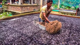 Hybrid Magur Fish Farming Business In India | Feeding Live Food To Catfish part-3 Fish World