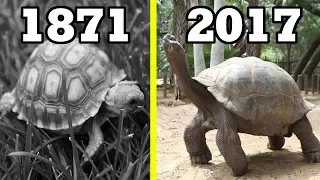 Top 10 OLDEST LIVING ANIMALS Throughout History