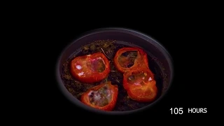 Tomato slice time lapse: growing tomatoes from tomatoes?