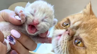 Cat giving birth to 4 kittens for the first time