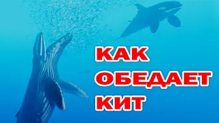 КАК ОБЕДАЕТ КИТ? ПОДВОДНЫЙ МИР ДЛЯ ДЕТЕЙ!  Beyond Blue  КИТЫ И КАСАТКИ НА ОБЕДЕ! 5 - СЕРИЯ!