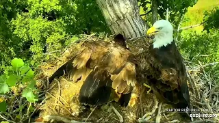 Decorah Eagles 8 10 23, 3 pm DH2 squeeing, tracking, HM arrives with food