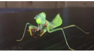 Hierodula Majuscula, Giant Rain Forest Mantis, First Feed After Her Moult