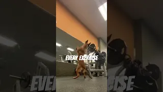 Dog Imitates His Owner In The Gym