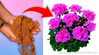 3 Powerful Fertilizers for GERANIUM Blooms! How to feed pelargoniums and other flowers